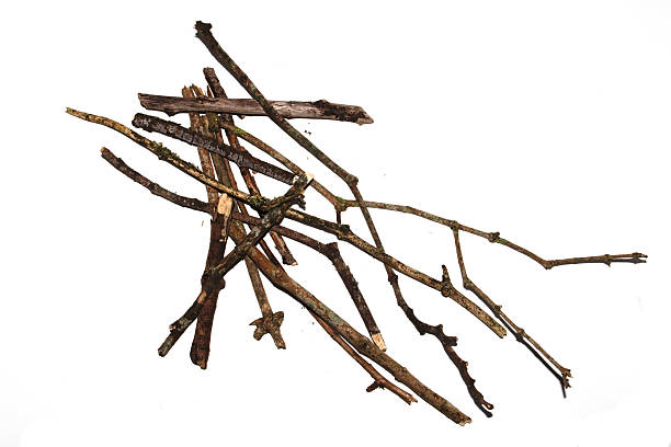 istock Small natural fallen tree twigs sticks and branches on a white background 2222075735