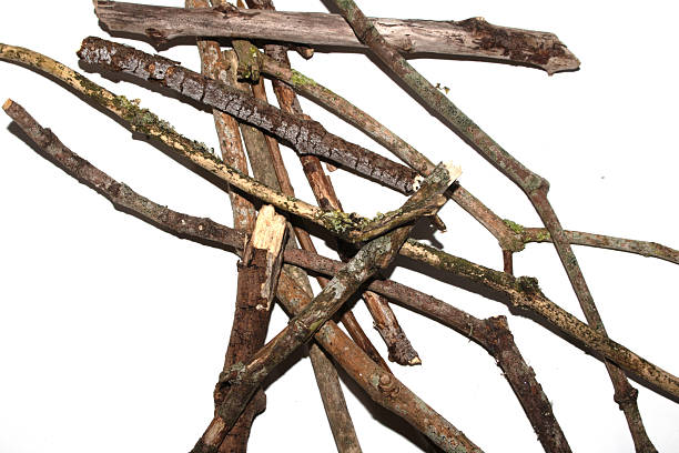 Small natural fallen tree twigs sticks and branches on a white background