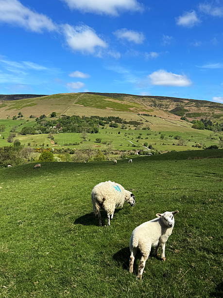istock Sheep and lamb in a green field, Peak District, UK. 2222075793