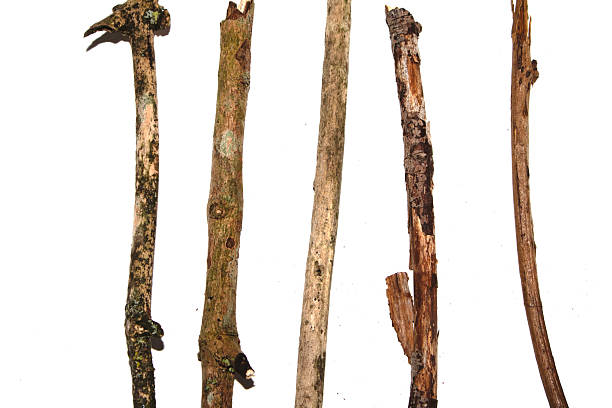 Small natural fallen tree twigs sticks and branches on a white background