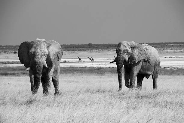 istock The elephants of the savannah 2222078582
