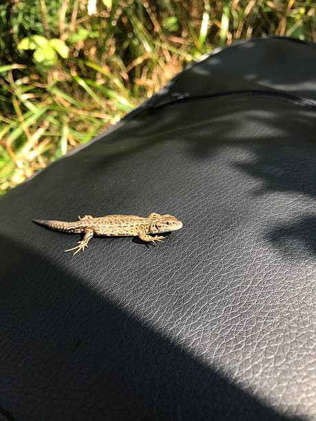 Small lizard basking under sunlight on a black surface in natural surroundings
