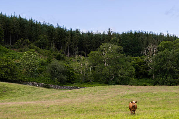 One beef cow looking at the camera while standing in a field in Scotland on a summer morning