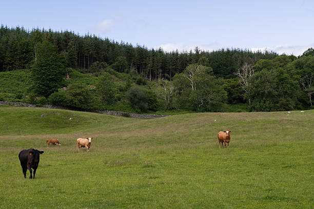 Small group of beef cattle in a field in rural Scotland on a summer morning
