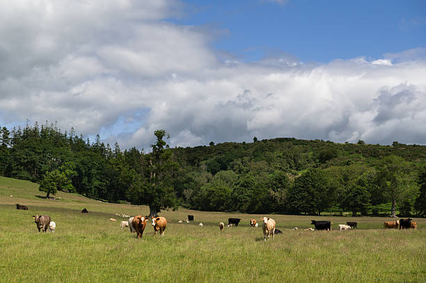 istock Herd of beef cattle in a field in Scotland 2222086214