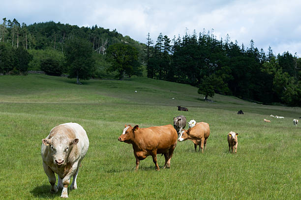 One bull with beef cows and calves in a field in rural Scotland on a summer morning