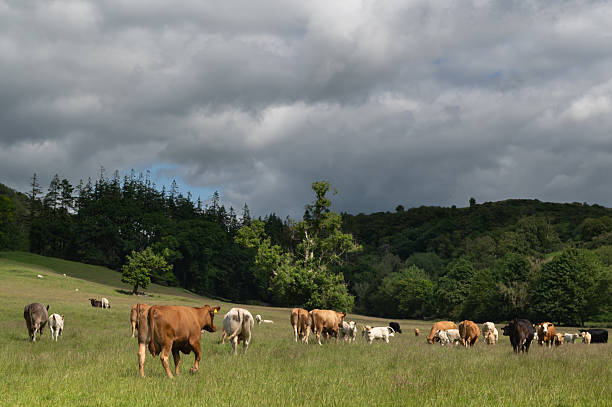 istock Herd of beef cattle in a field in Scotland 2222086362