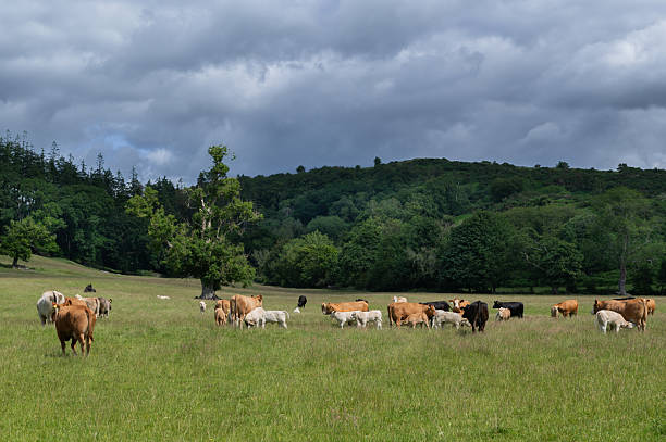 Small herd of beef cattle in a field