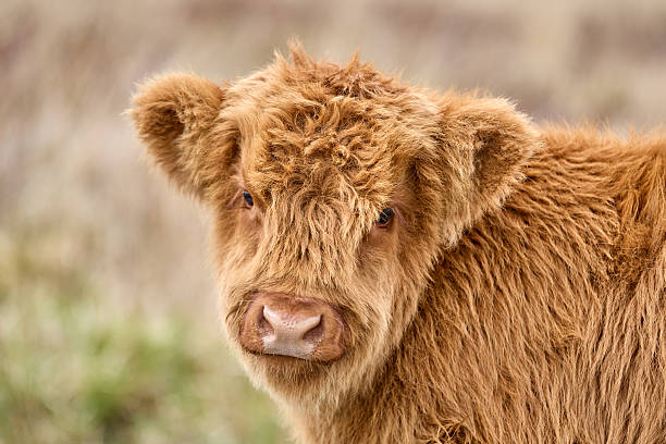 istock scottish highland cattle calf on a pasture in Scotland 2222090608
