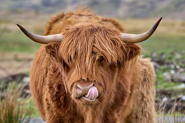 istock scottish highland cattle on a pasture 2222090624