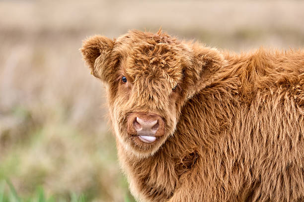 Portrait of a funny scottish highland cattle calf on a pasture in Scotland