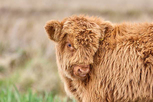 istock scottish highland cattle calf on a pasture in Scotland 2222090781