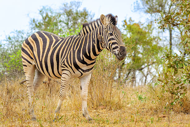 istock Plains Zebra (Equus quagga) and Red-billed Oxpecker (Buphagus erythrorynchus) 2222091981