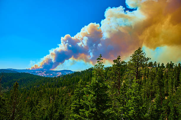 Thick smoke from the France Canyon Fire rises above a sunlit pine forest along a scenic drive in Bryce Canyon National Park Utah capturing the dramatic impact of a summer wildfire.
