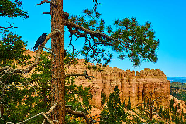 A raven perches on a pine tree branch overlooking the dramatic hoodoos and sweeping vistas of Bryce Canyon National Park Utah under a clear blue sky creating a sense of wild beauty.