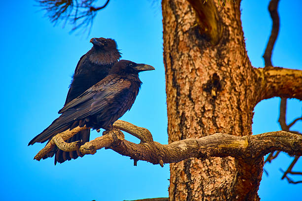 Two ravens rest closely on a tree branch in Bryce Canyon National Park Utah their glossy feathers highlighted by bright sunlight and the natural beauty of the surrounding forest.