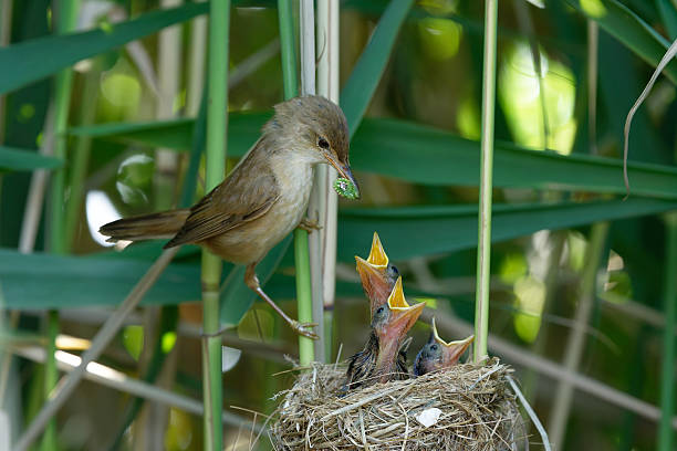 istock reed warbler bringing an insect to her chicks 2222093179