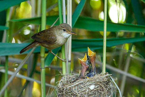 istock reed warbler at the nest with its chicks 2222093226
