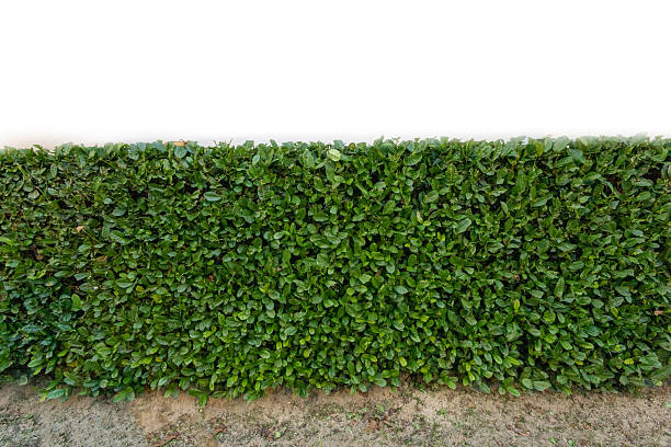 istock View of Lush Green Hedge Surrounded, focus selective 2222093410