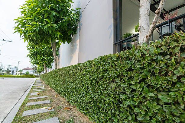 rectangular green boxwood in front of wall