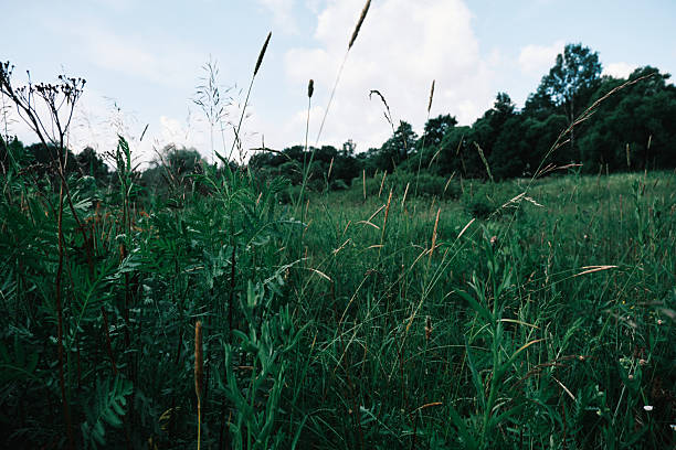 summer time outskirts landscape city district background landmark view rustic small buildings and TV tower, green grass field foreground nature space in clear weather day time