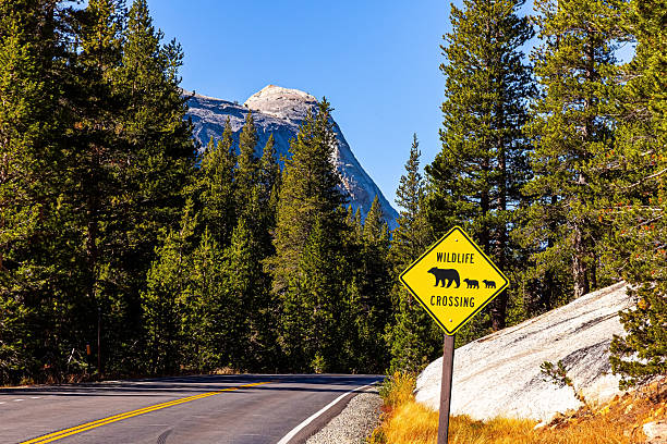 istock Wildlife road sign. The highway 2222094842