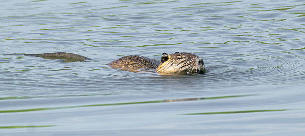 The nutria or coypu - Myocastor coypus - is a herbivorous