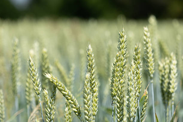 Wheat Plants in Countryside Field