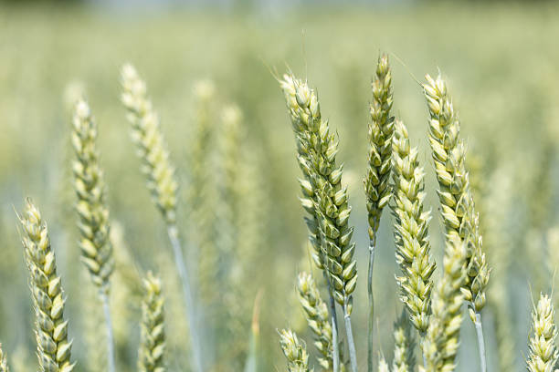 istock Closeup of Wheat Field 2222096433