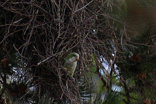 Green parrot perched in a dense twig nest among pine branches in a natural setting.