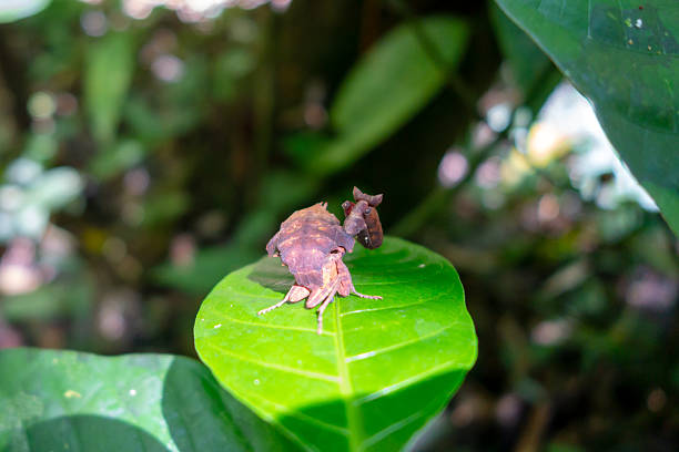 istock Leaf mimic praying mantis in Cuyabeno rainforest, Ecuador 2222099888