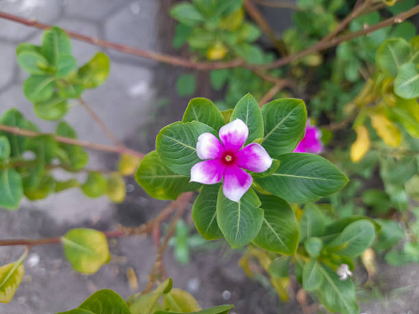 Madagascar periwinkle, Rosy Periwinkle, Catharanthus roseus. Purple flower petals in the middle with white gradation at the tips of the petals.
