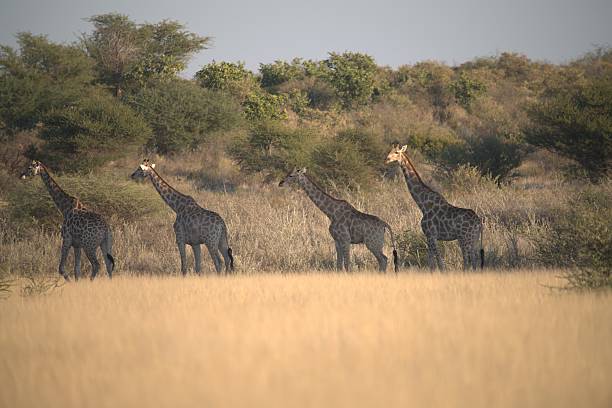 istock Giraffe in wild savanna 2222102266