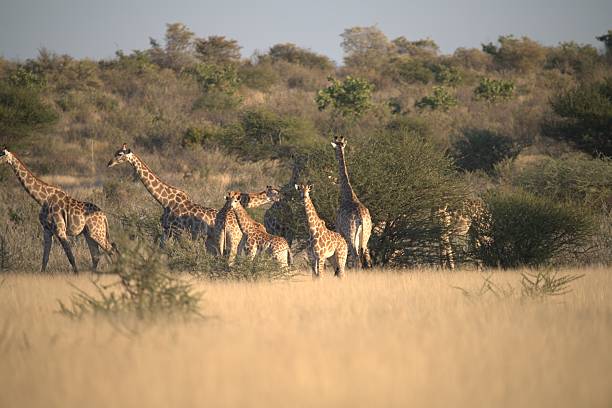 istock Giraffe in wild savanna 2222102288