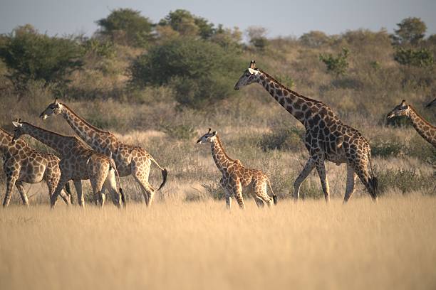 istock Giraffe in wild savanna 2222102330