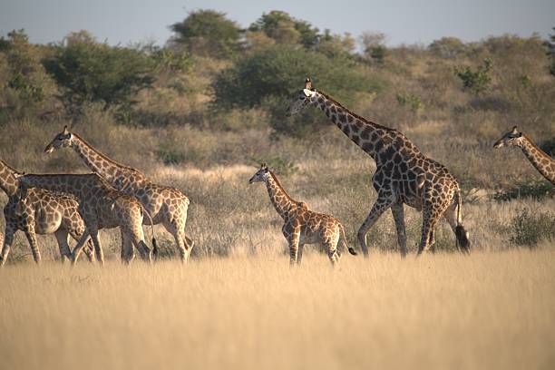 istock Giraffe in wild savanna 2222102333