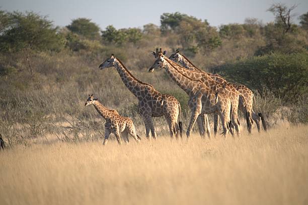 istock Giraffe in wild savanna 2222102343