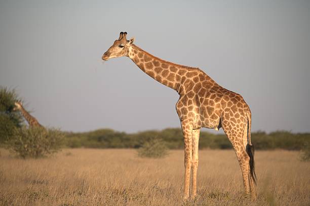 istock Giraffe in wild savanna 2222102401