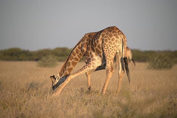 istock Giraffe in wild savanna 2222102425