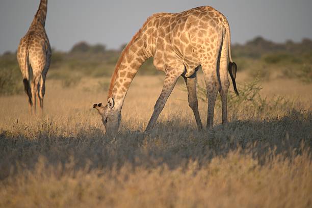istock Giraffe in wild savanna 2222102461