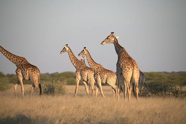 istock Giraffe in wild savanna 2222102468