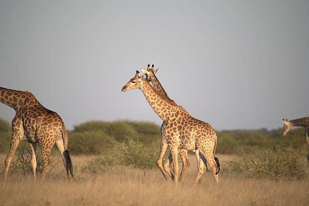 istock Giraffe in wild savanna 2222102474