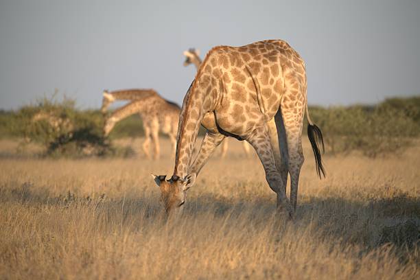 istock Giraffe in wild savanna 2222102479