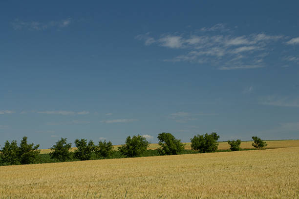 A field of yellow grass. Outdoor. Grass. Sky. Field. Plant