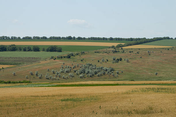 A large field with many birds. Grass. Outdoor. Sky. Field. Plain
