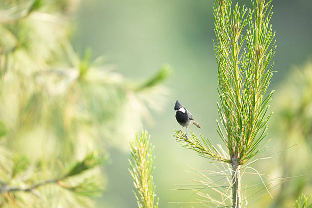 Rufous-naped Tit Perched Gracefully on Pine Tree Branch in Natural Habitat