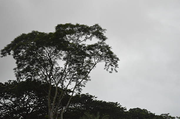 Beautiful various  tropical green trees branches of various trees against the blue sky. Green leaves against the blue sky, the landscape of nature,