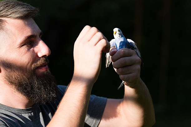 istock Man gently holds a small blue and white bird. 2222106568