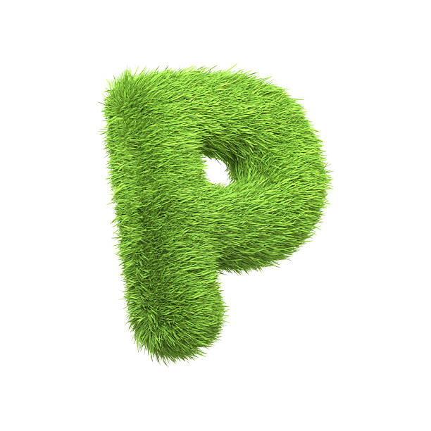 istock Capital letter P shaped from lush green grass, isolated on a white background. Side view. 3D render illustration 2222107001