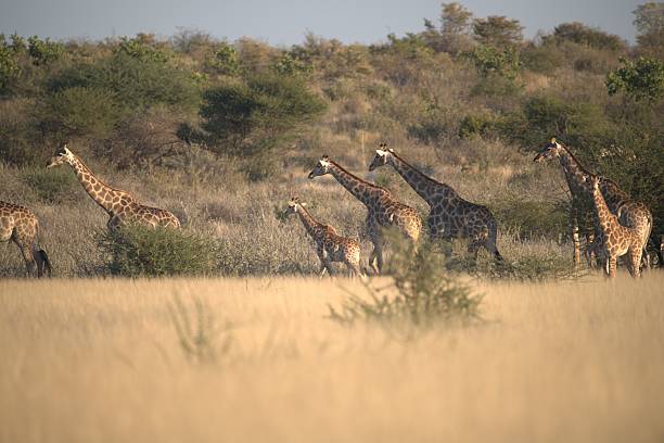 istock giraffe in wild savanna -  2022 set 1 2222107144
